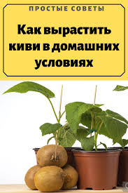 можно ли вырастить манго из косточки в домашних условиях Pin Na Doske Posadka Cvetov