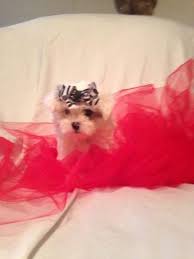 For example, the most popular teddy bear puppies for sale are called zuchon, shichon or tzu frise. Teacup Teddy Bear Puppies For Sale In Houston Texas Classified Americanlisted Com
