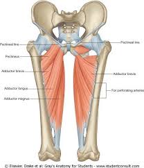 Join our newsletter and receive our free ebook: Pin On Anatomy