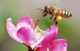 Bees may fly long distances (up to six miles) nectar is the sweet fluid produced by flowers to attract bees and other insects, birds and mammals. 10 Facts About Honey Bees National Geographic Kids