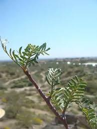 Image result for Brachystegia utilis × microphylla