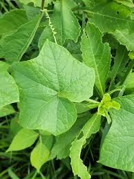 Image result for Sicyos