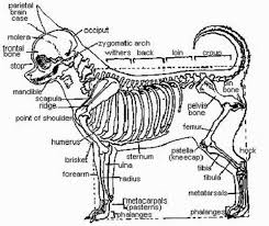 Speaking of skeletons, a dog has 320 bones in their body (depending on the length of their tail) and around 700 muscles. Chihuahua Skeleton Diagram Pets Lovers