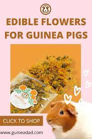 Pin On Guinea Pig Care Tips