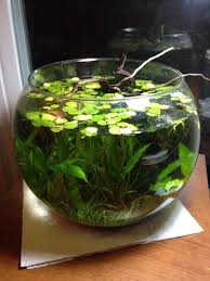 At Last Todd S Walstad Shrimp Bowl The Planted Tank Forum Best Fish For Aquaponics Indoor Water Garden Planted Aquarium