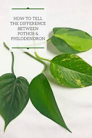 We did not find results for: Pothos Vs Philodendron 5 Easy Ways To Tell The Difference