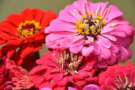 Image result for Zinnia angustifolia