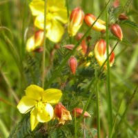 Image result for Chamaecrista plumosa