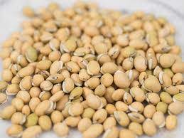 Grows anywhere soybeans & cow peas grow. Dolichos Lablab Seeds Lablab Purpureus By Jankilal Dhulchand Garg A Seed An Organic Herb Company Id 2715605
