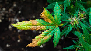 Cannabis leaf septoria (also known as 'yellow leaf spot') is a fungal infection that autoflowering cannabis plants are particularly vulnerable to, especially if they are being grown outdoors. Different Types Of Cannabis Plant Nutrient Deficiencies Fast Buds