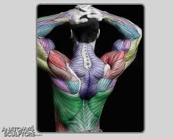 Learn anatomy faster and remember everything you learn. Back Muscles Human Anatomy Anatomy Reference Body Anatomy