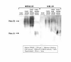 Wo2010082622a1 Ããb Ãã­ã½ãµãããã¼ã¼ï½ã®åºè³ªç¹ç°æ§ãå¤æããæ°è¦é«æ©è½éµç´  Google Patents