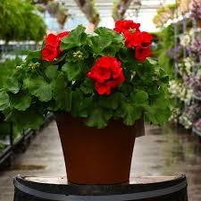 Image result for Geranium