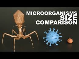 It is found in all major animal groups, including birds, mammals, fish, reptiles, amphibians, insects, and crustaceans. A Comparison Of The Sizes Of Various Microorganisms Cells And Viruses