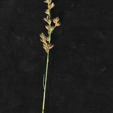 Image result for Scleria melanomphala