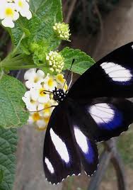 We did not find results for: Butterfly Garden Plants How To Attract Butterflies