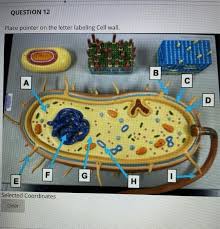 Check spelling or type a new query. Question 11 What Is Letter E Labeling D E C B W F A Chegg Com