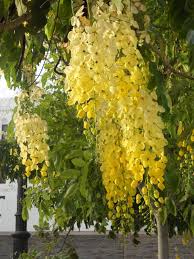 Image result for Cassia thyrsoidea