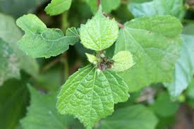 Image result for Triumfetta digitata