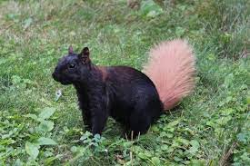 Earthandanimals Cute Squirrel Animals Beautiful Black Squirrel