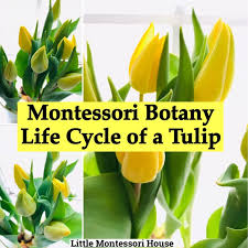 We did not find results for: Life Cycle Of A Tulip The Little Montessori House
