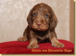 Speichern sie diese suche in ihrer merkliste. Dackel Welpen C Wurf Vom Juttendorfer Anger Dachshund