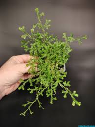Image result for Selaginella kraussiana
