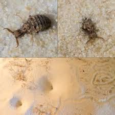 What can i make to stop these little pests getting to my fruit? Pdf Associative Learning In Insects Evolutionary Models Mushroom Bodies And A Neuroscientific Conundrum