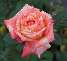 4.5 out of 5 stars 8. Peach Swirl Rose Calloway S Nursery