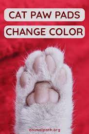 This crossword clue ___ beans (cat's paw pads) was discovered last seen in the january 17 2021 at the daily themed crossword. Cat Paw Pads Change Color In 2021 Paw Pads Cat Paws Cats