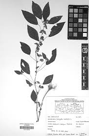 Image result for Acalypha welwitschiana