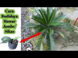 We did not find results for: Cara Mudah Perbanyak Mawar Jambe Sikas Youtube