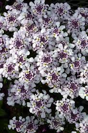 A Sweet Twist On A Garden Favorite Pink Ice Candytuft Blooms April July And Is Evergreen Iberis Sempervirens Garden Bloom Sempervirens