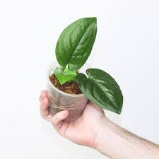 Image result for Stylochaeton