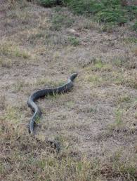 We finally killed the snake i'm not an advocate of killing snakes, even poisonous ones. This Is Why You Don T Kill Black Snakes The Rebel Chick