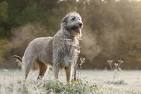 Wolfhound (Video 2002) - IMDb