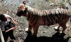 Akıllı ve hırslı bir genç olan balram halwai, fakir bir köylüdür. Full Video White Tiger Kills Mentally Unstable Man In Delhi Zoo India Com