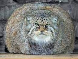 Biggest Cat In The World Bing Images Manul Cat Cats Pallas S Cat