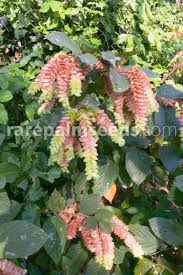 Image result for Flemingia