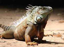 Maybe you would like to learn more about one of these? 8 Ciri Hewan Reptil Ketahui Keistimewaannya Hot Liputan6 Com