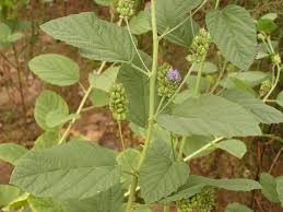 Image result for Cullen tomentosum