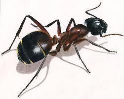 Illustration Animale La Fourmi Blog Dinett Fourmis Illustration Animale Fourmis Dessin