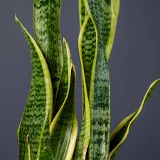 Image result for Sansevieria trifasciata