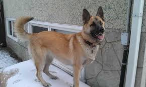 More images for akita german shepherd mix puppy » Akita German Shepherd Mix Information Petsidi