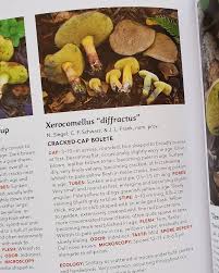 Image result for Xerocomellus diffractus