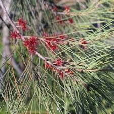 Image result for Casuarina verticillata