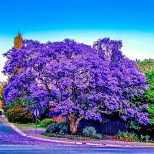 Image result for Jacaranda mimosifolia