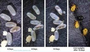 Image result for bed bugs eggs