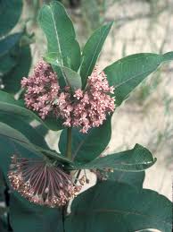Image result for Asclepias palustris