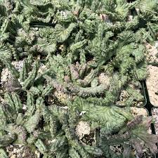 Image result for Huernia procumbens